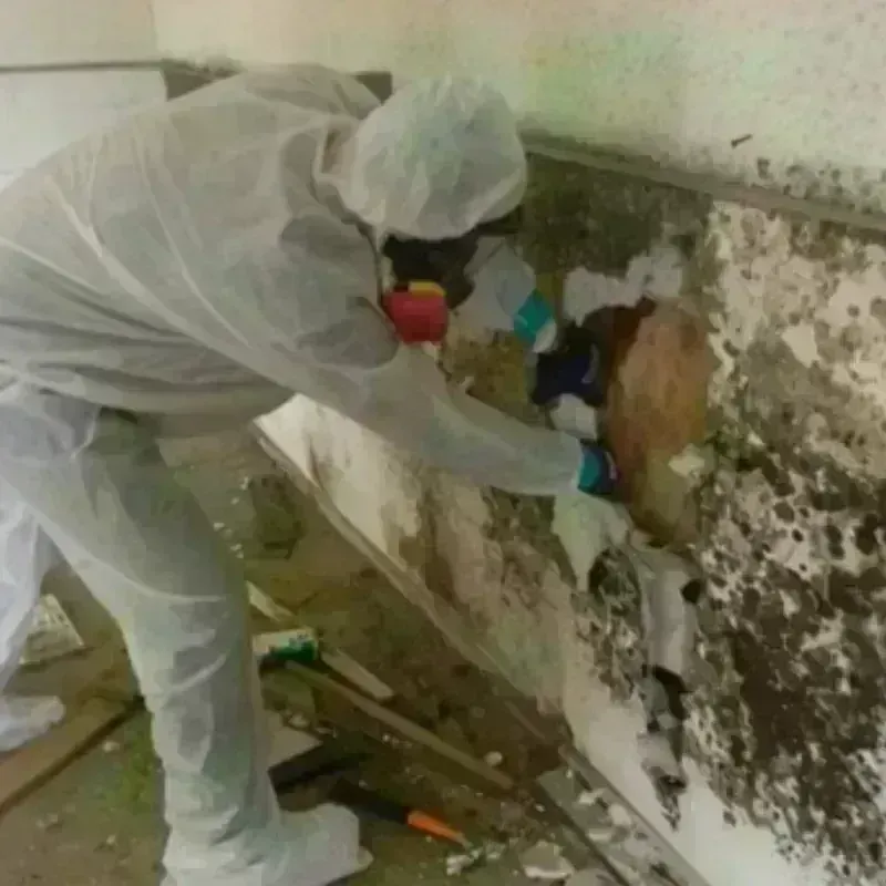 Mold Remediation and Removal in Rocky Mount, VA